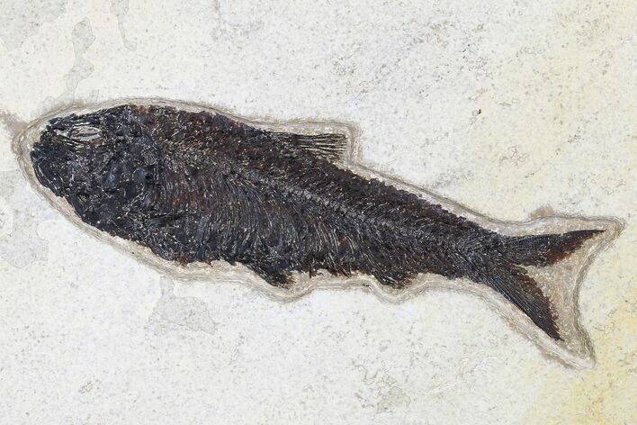 Fossil Fish (Knightia) - Wyoming #179222